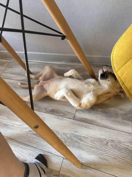 Стаффорд девочка