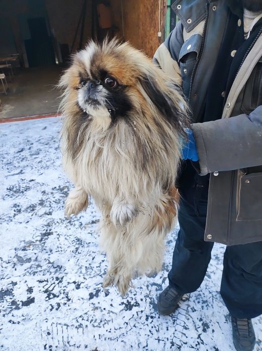 найдена соьака пекинес