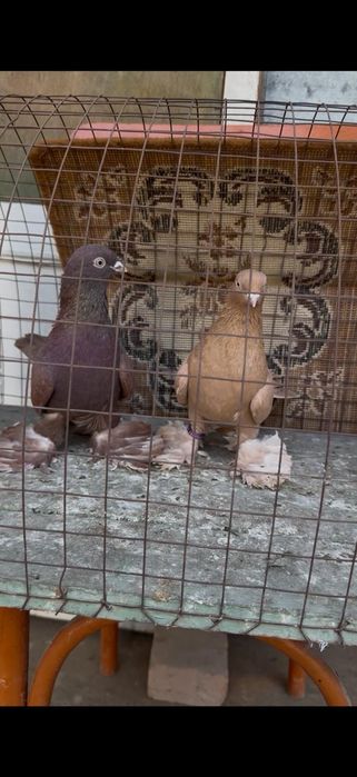 Голуби на гребле