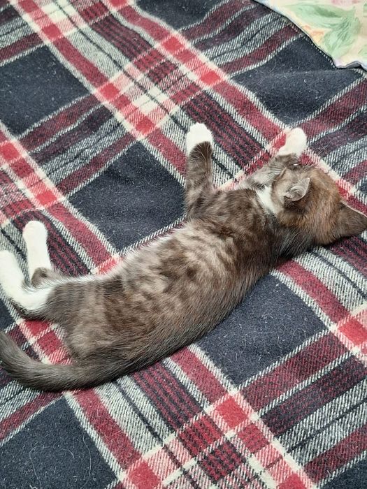 Котёнок ищет дом