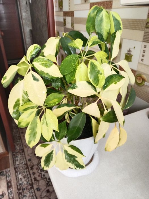 Шеффлеру цветок продам