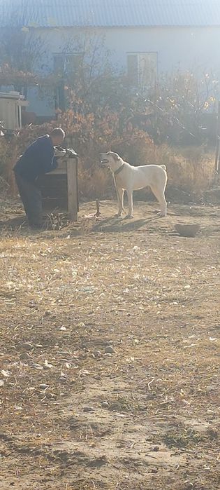 Тобет ит(собака) бесплатно