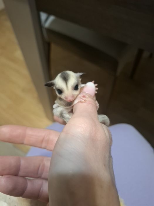 Летящи захарни катерички момче и момиче