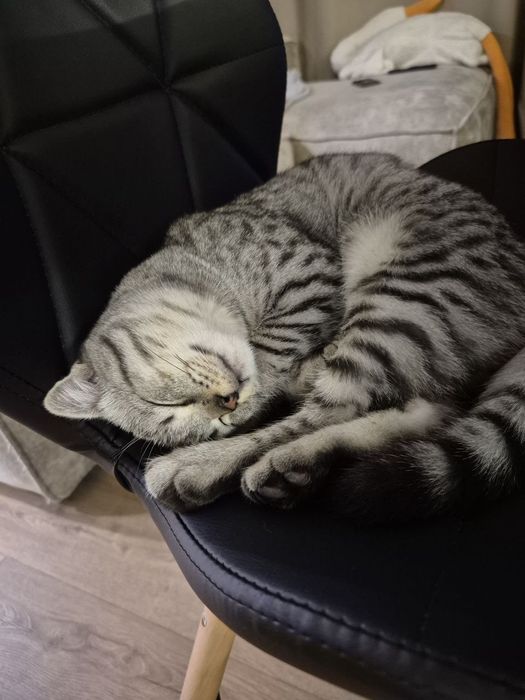 Отдам кота в добрые руки