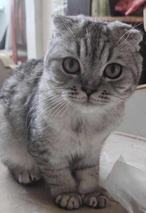 Котенок вислоушка бесплатно