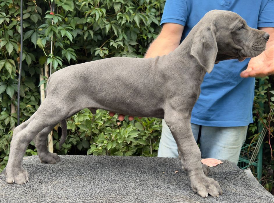 Dog german albastru