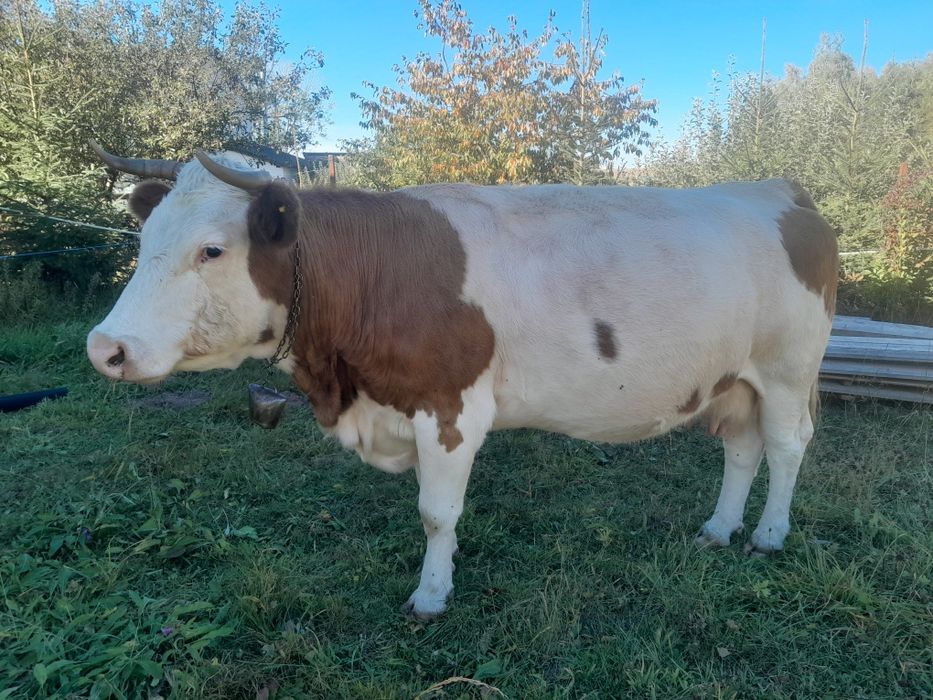 Vaca baltata de 8 ani