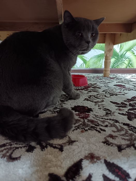 Toza qon Britan 1 yosh o'g'il