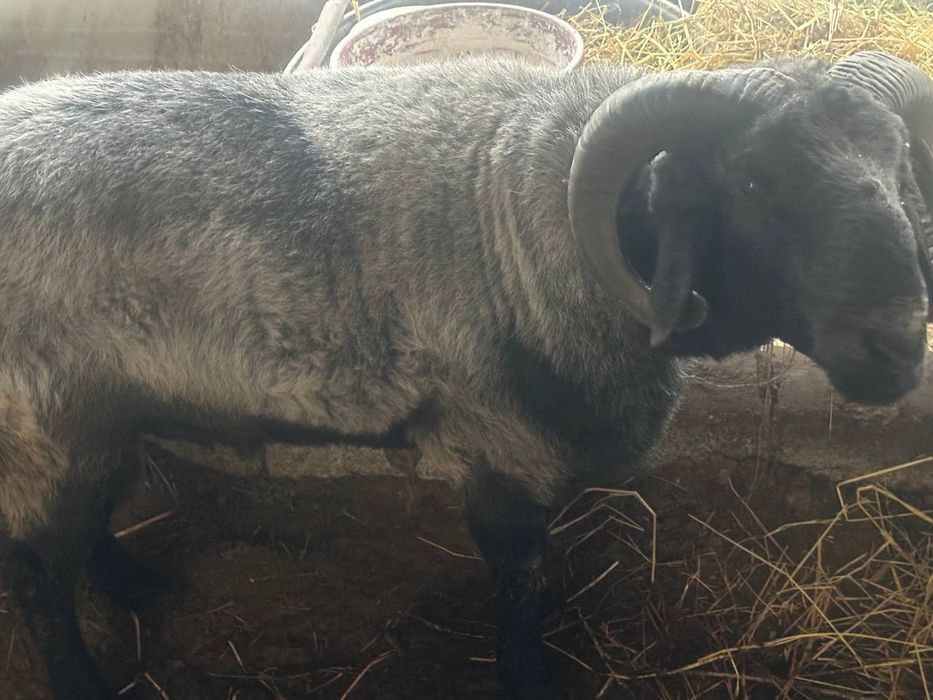 Qo‘y,Qo‘chqorlar va Buqa