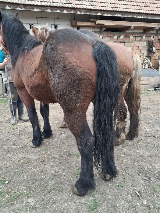 Manze de vanzare frumose