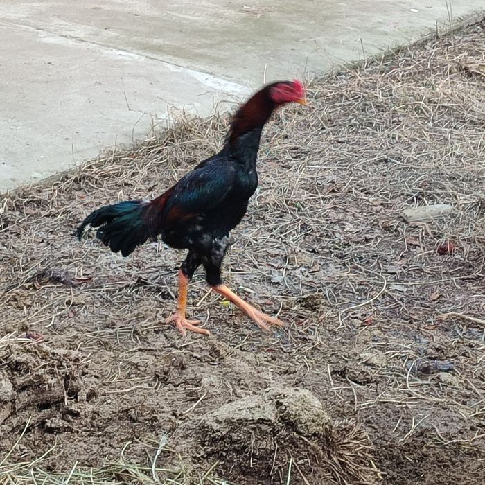 Дакан қораз сатылады