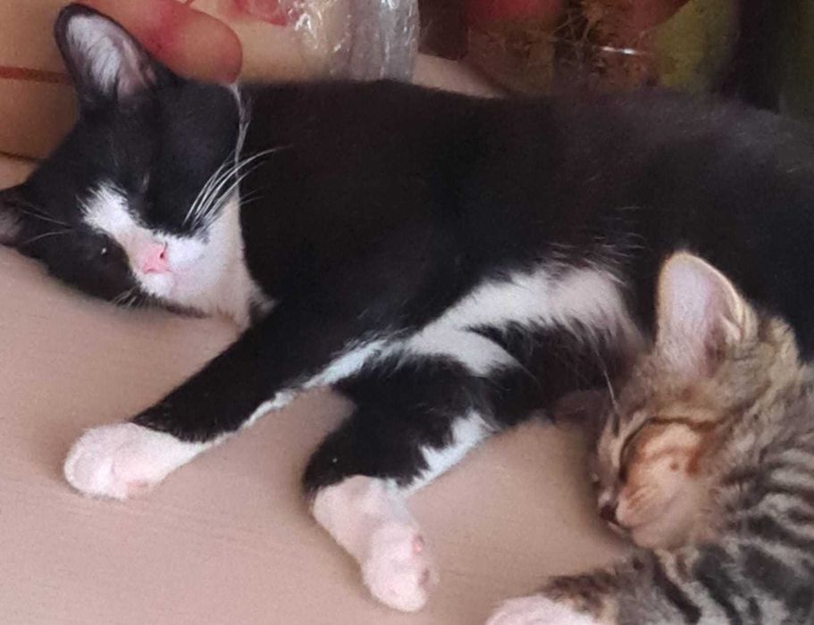 Котенок в добрые руки