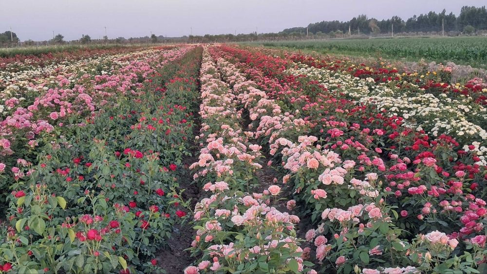 Juda gʻoʻzal atirgul kochatlari