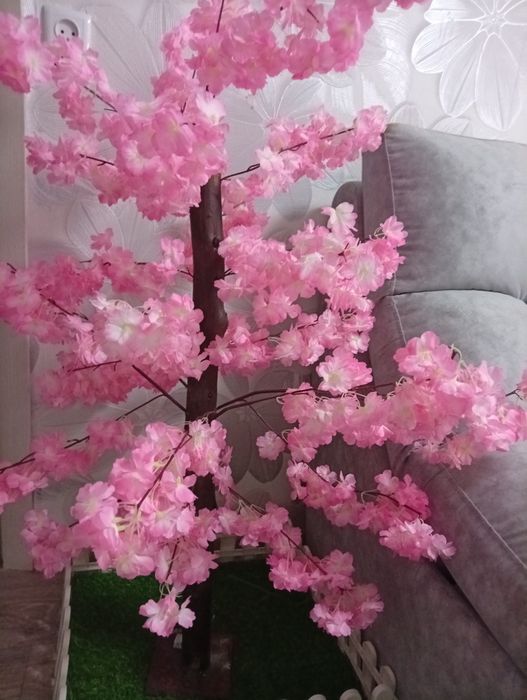 Продам дерево сакура
