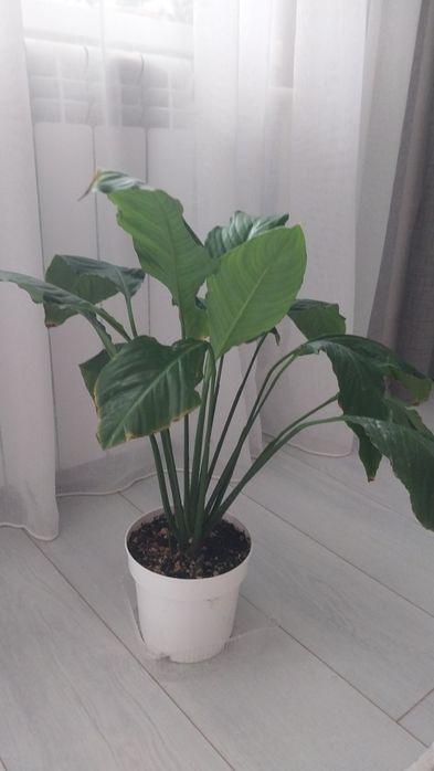 Продам комнатные цветы..