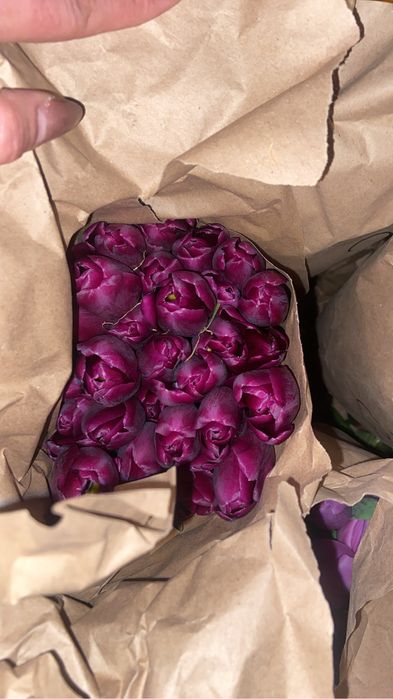 Свежие тюльпаны по 300