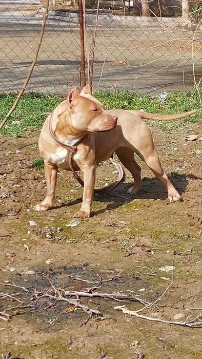 Пит-бультерьер девочка