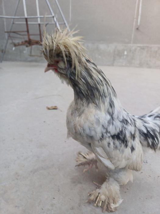 Карес японка хурозлари сотилади