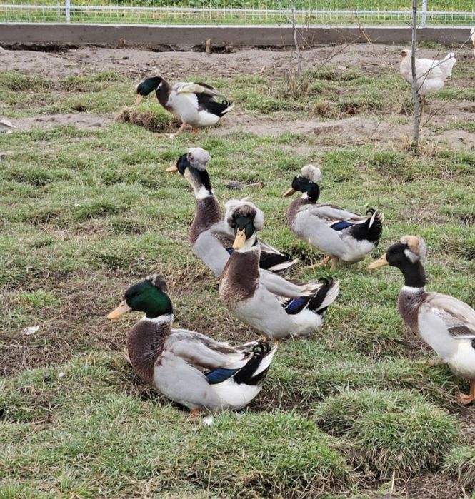 vând rățoi romanesti moțati