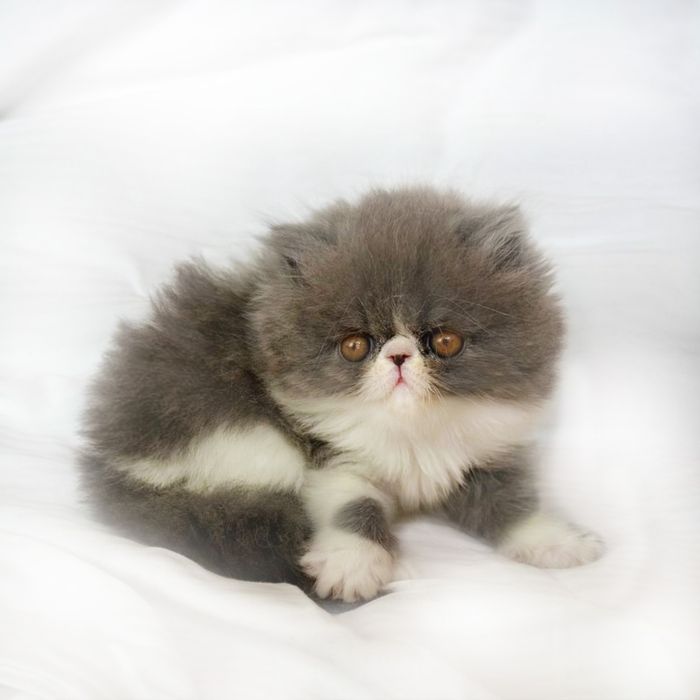 Вязка персидский кот