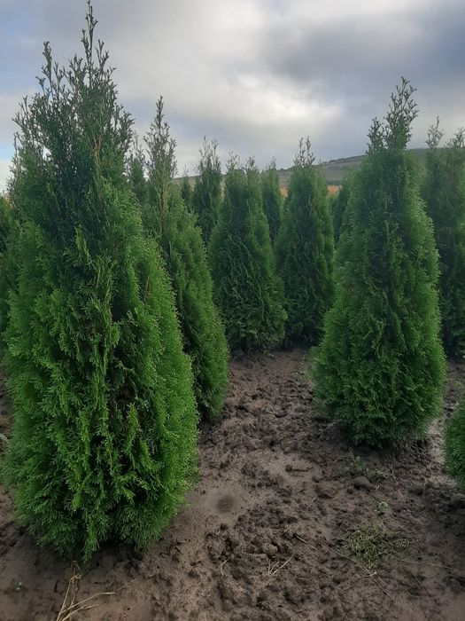 Vindem mesteacăn tei platan platan stejar frasin tuia brazi etc