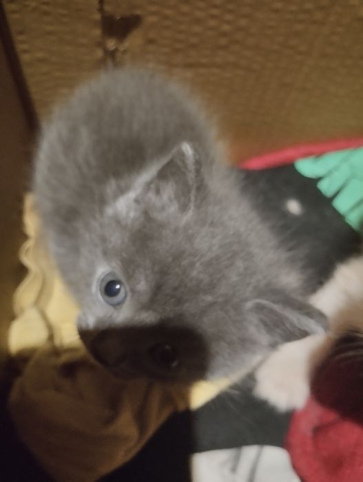 Отдам котят домашних