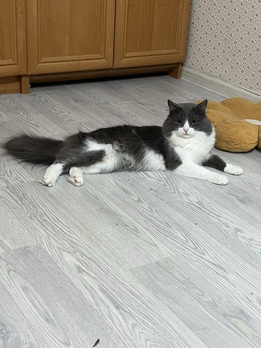 Вязка мой кот 2года опыта нету