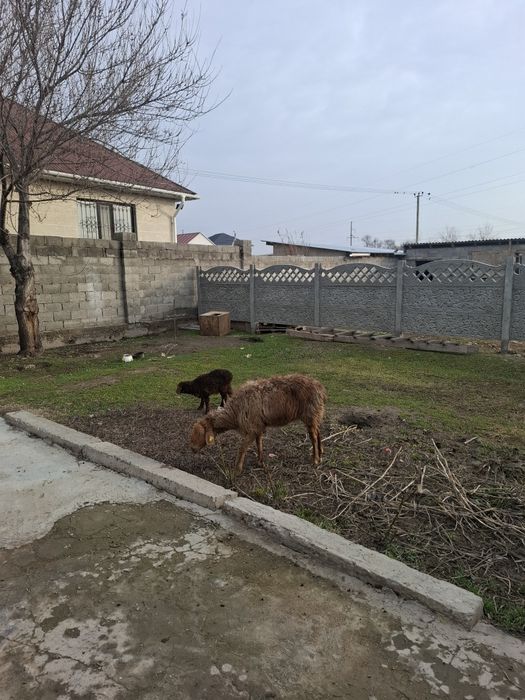 Козылы кой 110000