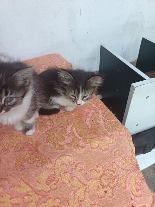 Отдам котят в добрые руки