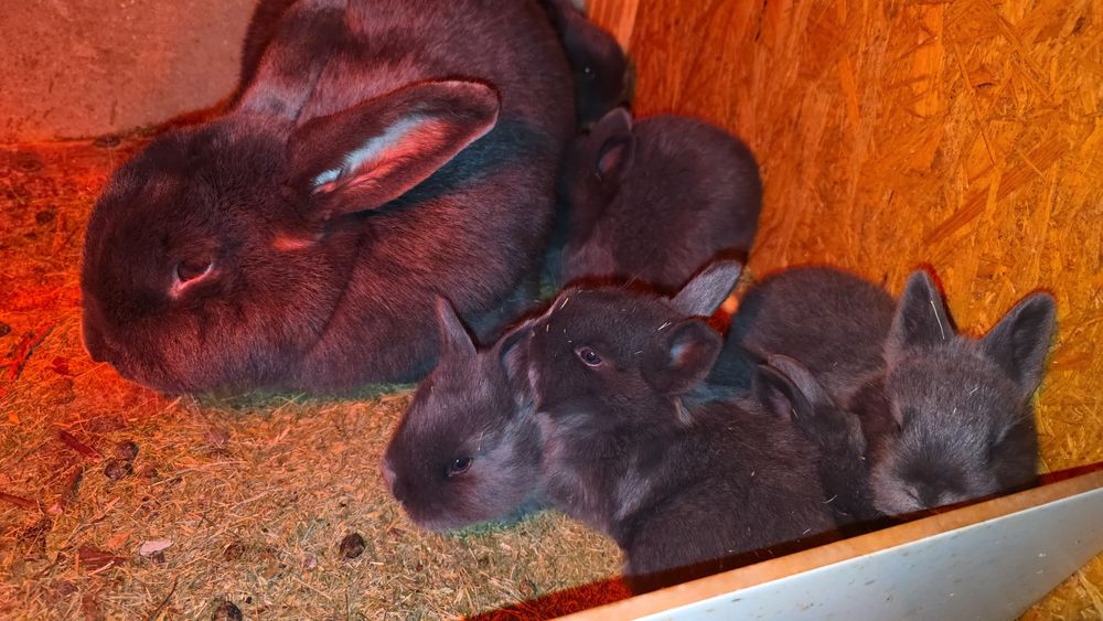 Vând Mascul si Femele,  Pui Iepuri Albastru Vienez