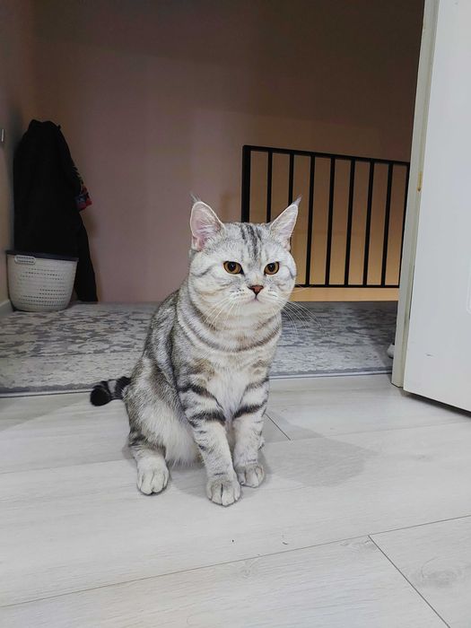 Вязка. Британский кот. Шиншилла