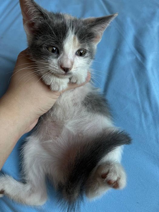 Котята бесплатно