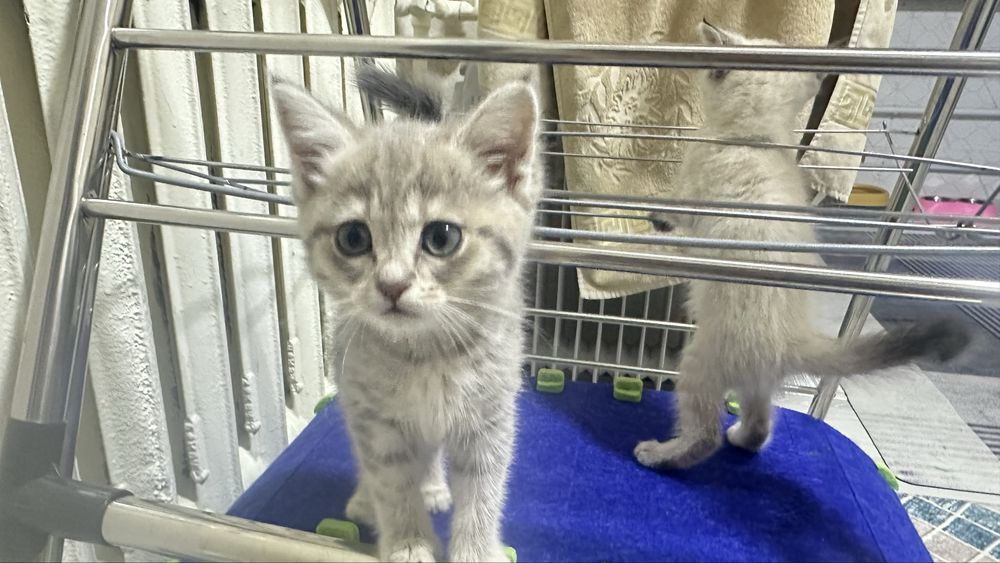Очаровательные шотландские котята редкого окраса в добрые руки