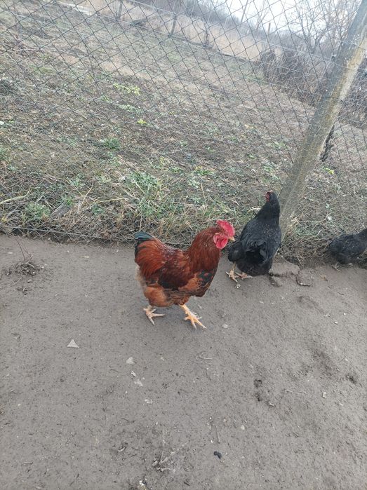 Vând cocoși de casă