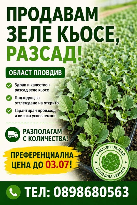 Разсад зеле кьосе 0.04 евро за брой при 2000бр