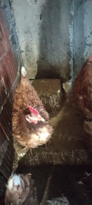 Găini sănătoase de curte - Livrăm oriunde în România