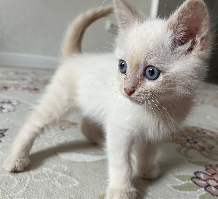 Котёнок 1,5 месяца