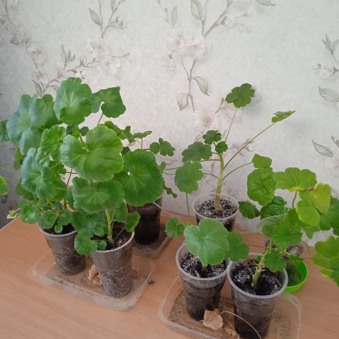 Герань цвет сюрприз