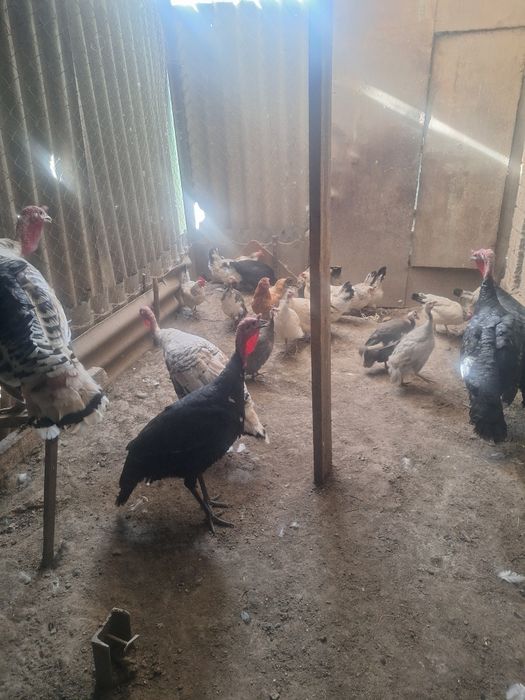 Продам индюков самцы