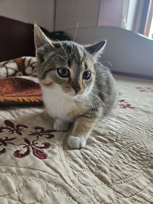 Dau spre adopție 3 pui de pisică – fetițe și un motan de 1 an.