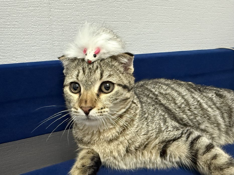 Шотландский вислоухий кот