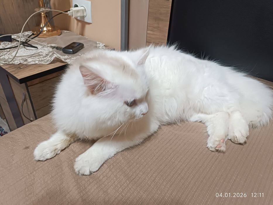 TТурецкая ангора кошка