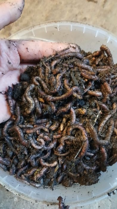 Vând râme roșii groase pentru pescuit