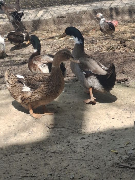 Продам Утка башкирская пекинская