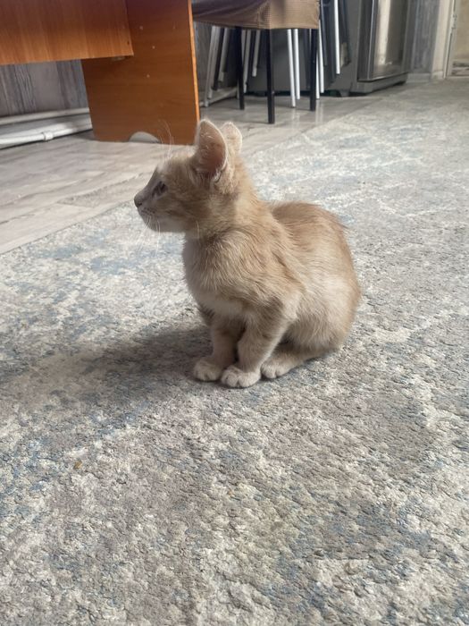 Катёнок домашний бесплатно