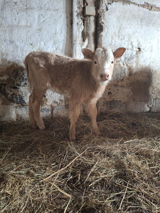 Корова доиная с телёнком