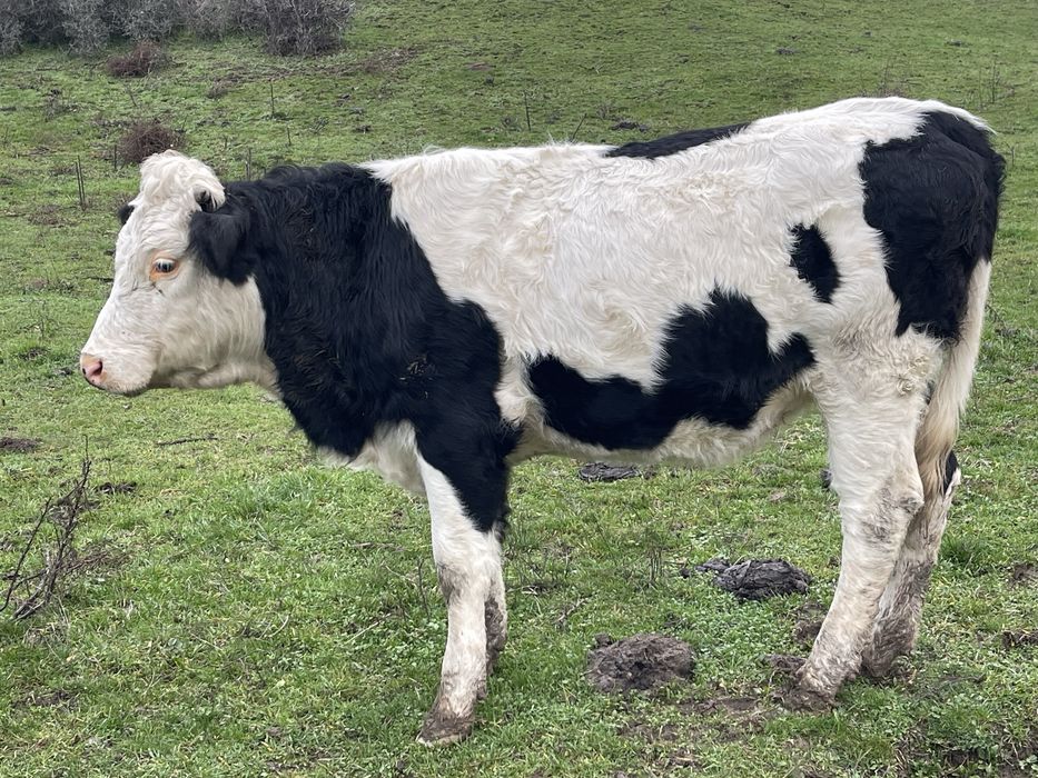 Manzate Vitele vaca