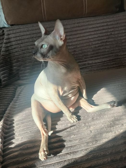 Вязка мальчик сфинкс