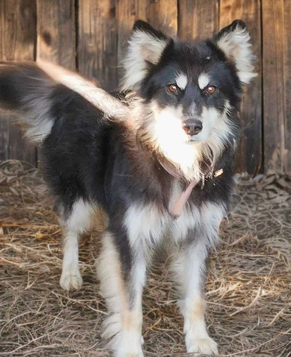 Собака в добрые руки