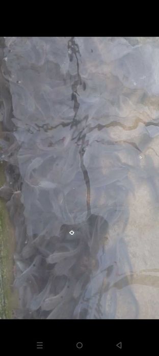 Африкански сом малйоклари бор